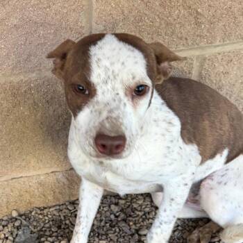 Mixed Breed Dogs Available for Adoption in Chattanooga, Tennessee - Oprah | PetCurious