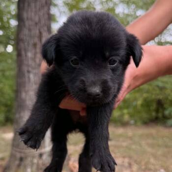 Green Bean Casserole -  Black Labrador Retriever Dog for Adoption in Oak Brook, Illinois - Green Bean Casserole | PetCurious