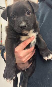 Pit Bull Terrier and Mixed Breed Dogs Available for Adoption - Krypto | PetCurious