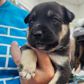 Lizzo -  Terrier Dog Available for Adoption in Corpus Christi, Texas - Lizzo | PetCurious