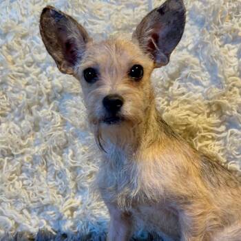 Rescue Rat Terrier Dogs for Adoption in San Diego, California - Millie | PetCurious