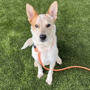 Rescue Cattle Dog and Mixed Breed Dogs for Adoption in Grapevine, Texas - Ozzie | PetCurious