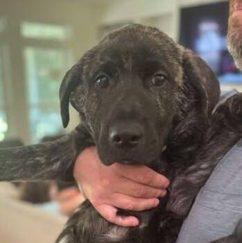 Rescue Mixed Breed Dogs for Adoption in Wando, South Carolina - Grizzly | PetCurious