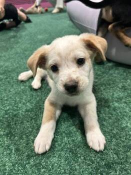 Australian Cattle Dog Blue Heeler and Mixed Breed Dogs Available for Adoption in Henderson, Nevada - Paulie | PetCurious