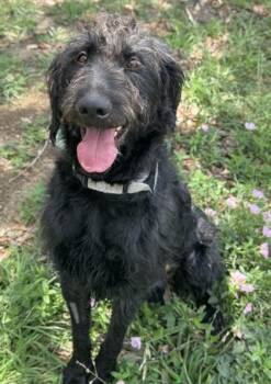 Giant Schnauzer and Mixed Breed Dogs Available for Adoption in San Antonio, Texas - Archibald | PetCurious