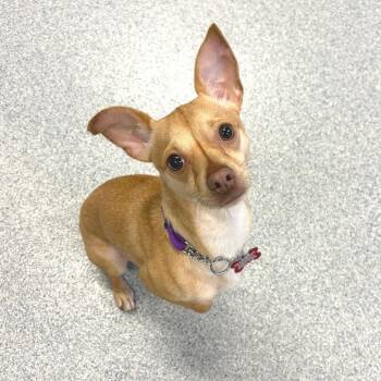 Chihuahua and Mixed Breed Dogs Available for Adoption in Wheeling, Illinois - Maje | PetCurious