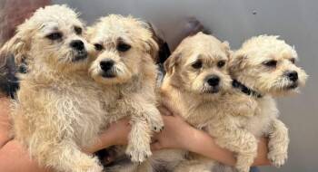 Pug Dogs Available for Adoption in Warwick, Rhode Island - Paul JB In TX | PetCurious