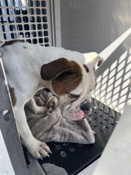 American Bulldog Dogs Available for Adoption - SNICKERS | PetCurious