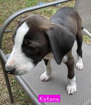 Katana -  Border Collie and Hound Dog for Adoption in Alexander, Arkansas - Katana | PetCurious