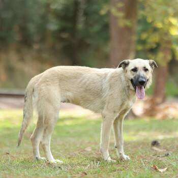 Zelda -  German Shepherd Dog Dog for Adoption in Lucedale, Mississippi - Zelda | PetCurious