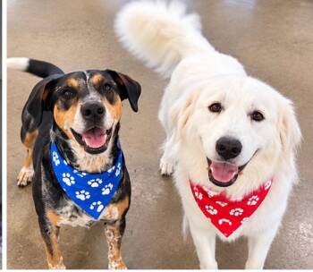 Lady -  Great Pyrenees Dog for Adoption in Euless, Texas - Lady | PetCurious