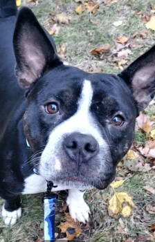 Rescue American Bulldog Dogs for Adoption in Deering, New Hampshire - Bob Barker -- Courtesy Post | PetCurious