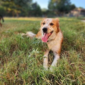 Freckles -  Border Collie and Australian Cattle Dog Blue Heeler Dog for Adoption in Killeen, Texas - Freckles | PetCurious