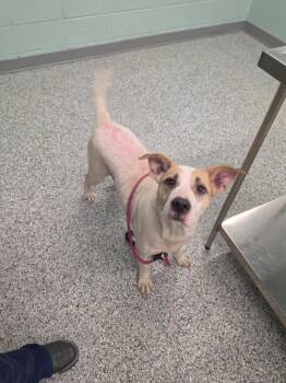 Marie -  Terrier Dog for Adoption in Athens, Tennessee - Marie | PetCurious