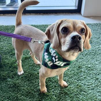 Puggle Dogs Available for Adoption - Roman  | PetCurious
