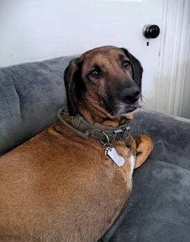 Sarge - Tripod -  Redbone Coonhound Dog for Adoption in North Bay, Ontario - Sarge - Tripod | PetCurious