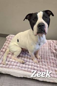 Pit Bull Terrier Dogs Available for Adoption in Sidney, Ohio - Zeek Yrly 202 | PetCurious