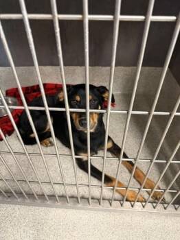 LIVY -  German Shepherd Dog and Mixed Breed Dog for Adoption in Tallahassee, Florida - LIVY | PetCurious
