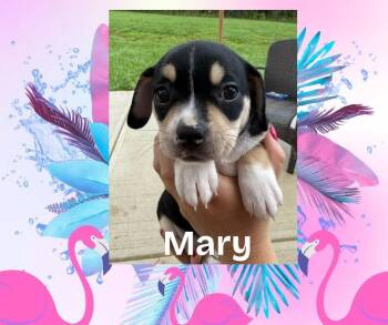 Mary -  Chihuahua and French Bulldog Dog for Adoption in Bromley, Kentucky - Mary | PetCurious