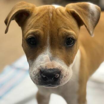 Pit Bull Terrier Dogs Available for Adoption in Birmingham, Alabama - Louise | PetCurious