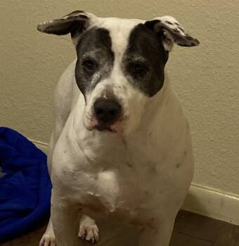 Rescue American Staffordshire Terrier Dogs for Adoption in San Antonio, Texas - MISTLETOE | PetCurious