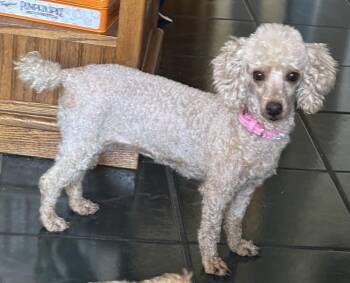 Poodle Dogs Available for Adoption in Overland Park, Kansas - Sophie | PetCurious