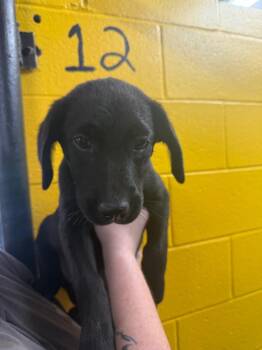 Dr. Oz -  Black Labrador Retriever Dog for Adoption in Murray, Kentucky - Dr. Oz | PetCurious