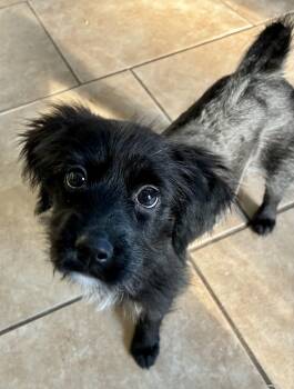 Prue -  Poodle and Black Mouth Cur Dog for Adoption in New Orleans, Louisiana - Prue | PetCurious