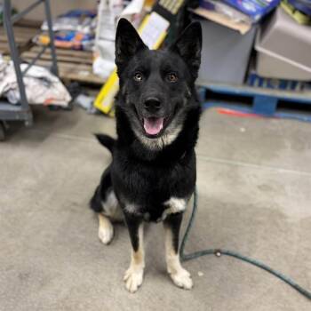 Siberian Husky and Mixed Breed Dogs Available for Adoption - PABLO | PetCurious