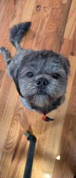 Cannoli -  Shih Tzu Dog for Adoption in Wayne, New Jersey - Cannoli | PetCurious