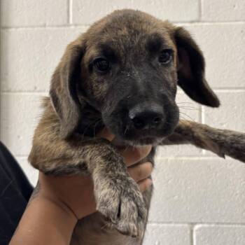Old Spice -  Shepherd and Mixed Breed Dog for Adoption in Cleveland, Mississippi - Old Spice | PetCurious