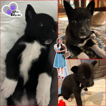 Rescue Belgian Shepherd Malinois and Mixed Breed Dogs for Adoption in Kenai, Alaska - Dorothy - Wizard Of Oz Litter | PetCurious