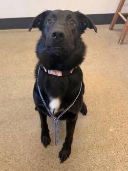 Willis -  Labrador Retriever Dog for Adoption in Cleveland, Ohio - Willis | PetCurious