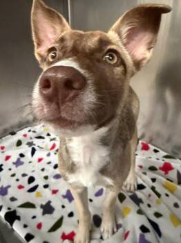 Lana -  Siberian Husky Dog for Adoption in Austin, Texas - Lana | PetCurious