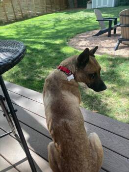 Sue -  German Shepherd Dog Dog for Adoption in Littleton, Colorado - Sue | PetCurious