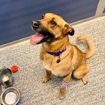 Tricky (Maggie) -  Belgian Shepherd Malinois and Mixed Breed Dog for Adoption in Great Falls, Montana - Tricky (Maggie) | PetCurious
