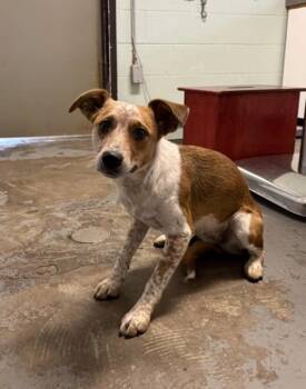 Agnes -  Australian Cattle Dog Blue Heeler Dog for Adoption in Red Bluff, California - Agnes | PetCurious