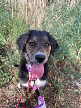 Tyson -  Australian Shepherd and Mixed Breed Dog for Adoption in Fort Collins, Colorado - Tyson | PetCurious