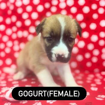 Gogurt -  German Shepherd Dog and Mixed Breed Dog for Adoption in North Charleston, South Carolina - Gogurt | PetCurious
