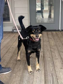 Terrier Dogs Available for Adoption - Benji | PetCurious