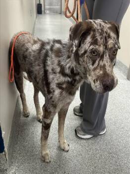 YETI -  Catahoula Leopard Dog Dog for Adoption in Pasadena, Texas - YETI | PetCurious