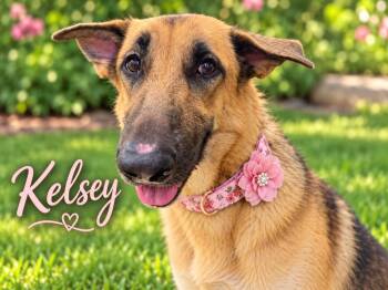 KELSEY GS -  German Shepherd Dog Dog for Adoption in Lucas, Texas - KELSEY GS | PetCurious