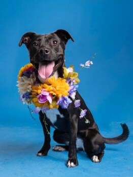 Coco Nibbles -  Mixed Breed Dog for Adoption in Atlanta, Georgia - Coco Nibbles | PetCurious