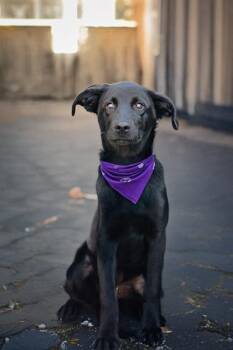 Rescue German Shepherd Dog and Mixed Breed Dogs for Adoption in Belleville, Illinois - YAHTZEE | PetCurious