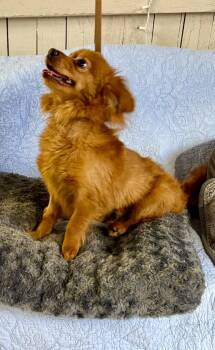 Skittles -  Chihuahua Dog for Adoption in Fort Worth, Texas - Skittles | PetCurious