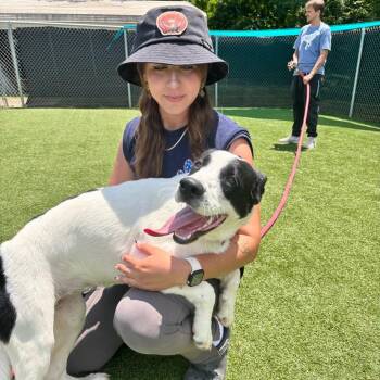 Scarlett -  Mixed Breed Dog for Adoption in Parkersburg, West Virginia - Scarlett | PetCurious