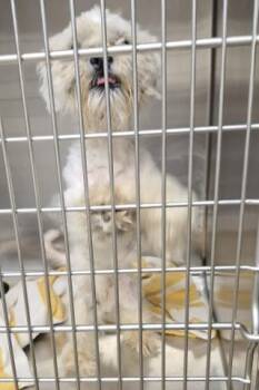 COTTON EYE JOE -  Maltese and Shih Tzu Dog for Adoption in Decatur, Illinois - COTTON EYE JOE | PetCurious