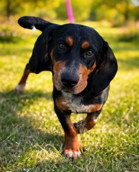 Basset Hound Dogs Available for Adoption in New Berlin, Wisconsin - BENNIE   $425 | PetCurious