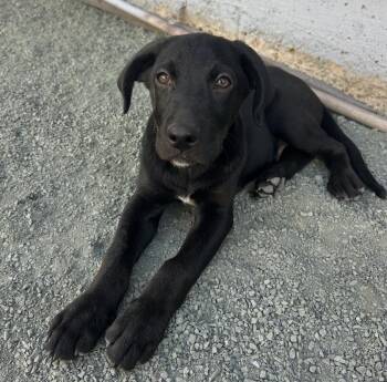 Milo -  Labrador Retriever and German Shepherd Dog Dog for Adoption in Pleasant Hill, California - Milo | PetCurious