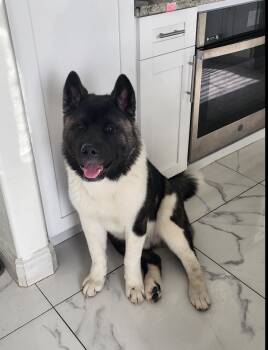 Rescue Akita Dogs for Adoption in Miromar Lakes, Florida - Bear (Osito) | PetCurious
